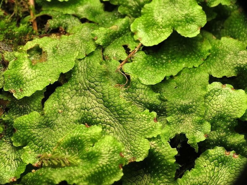 Is Liverwort A Plant