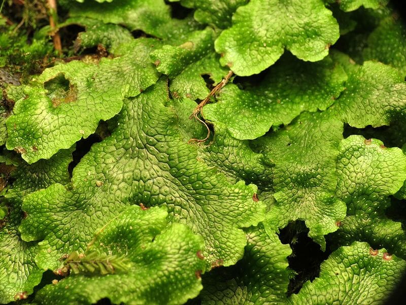 Evidence Of Zoophagy In A Second Liverwort Species LFKDN Evidence Of Zoophagy In A Second Liverwort Species LFKDN