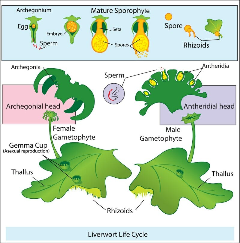 Liverworts Plant Definition Life Cycle History Biology Dictionary Liverworts Plant Definition Life Cycle History Biology Dictionary