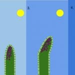 Thigmotropism - Definition, Types and Examples | Biology Dictionary