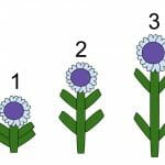 Gibberellin The effect of Gibberellins