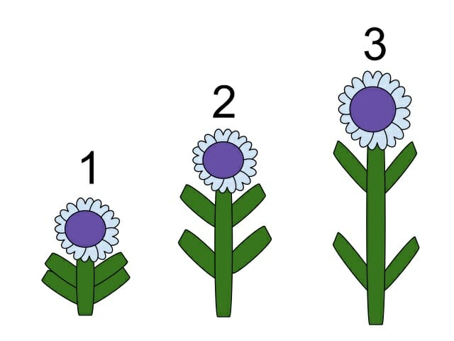 function of gibberellins