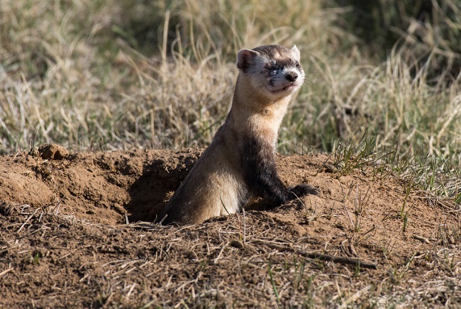 What Is Threatened Species Science Definition