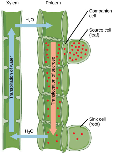 meristematic tissue in plants diagram