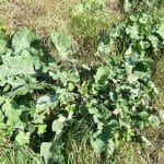 Cultivar Wild Cabbage