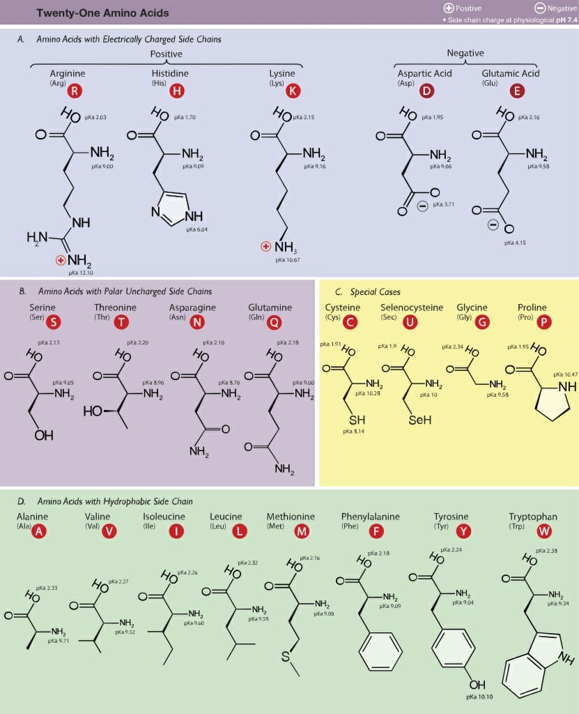 What Is An Amino Acid Sequence Example