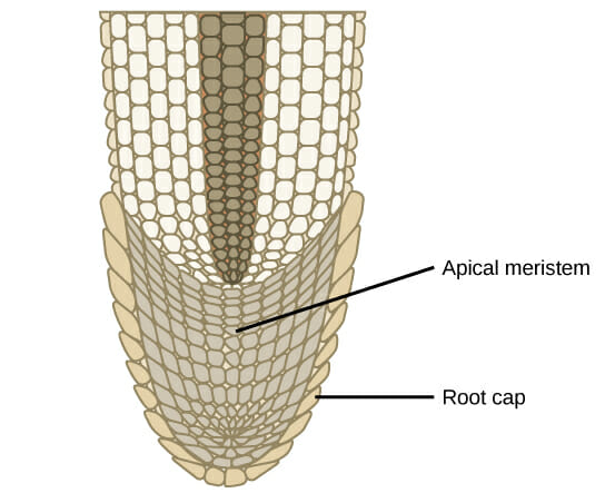 meristematic tissue in plants diagram