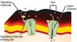 Gated channel protein