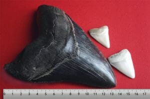 Megalodon tooth with great white sharks teeth