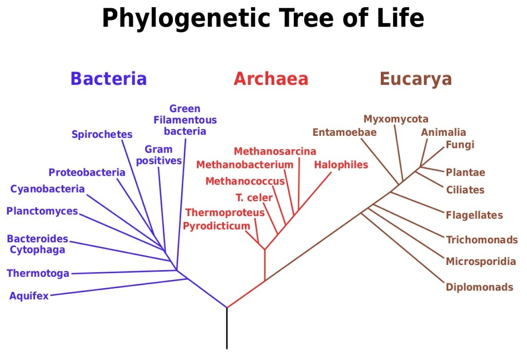 phylogenetic taxonomy definition biology