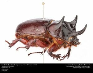 Rhinoceros Beetle