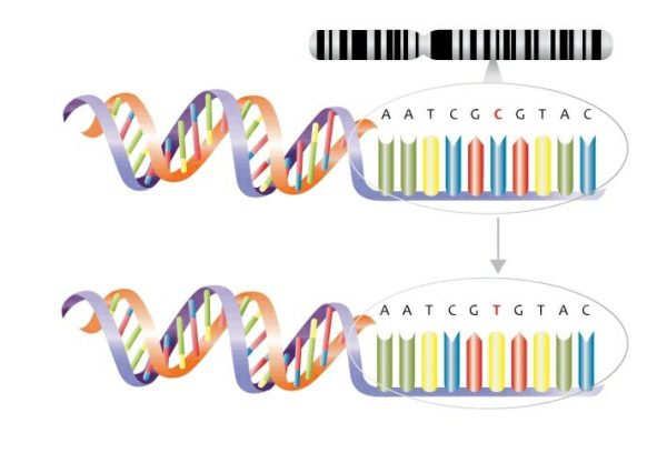 Substitution Mutation Definition Examples Types Biology Dictionary