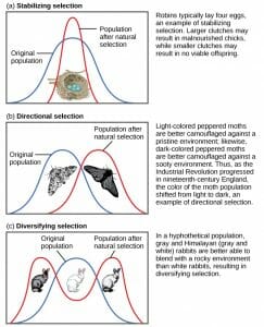 Stabilizing Selection vs Directional Selection vs Diversifying Selection