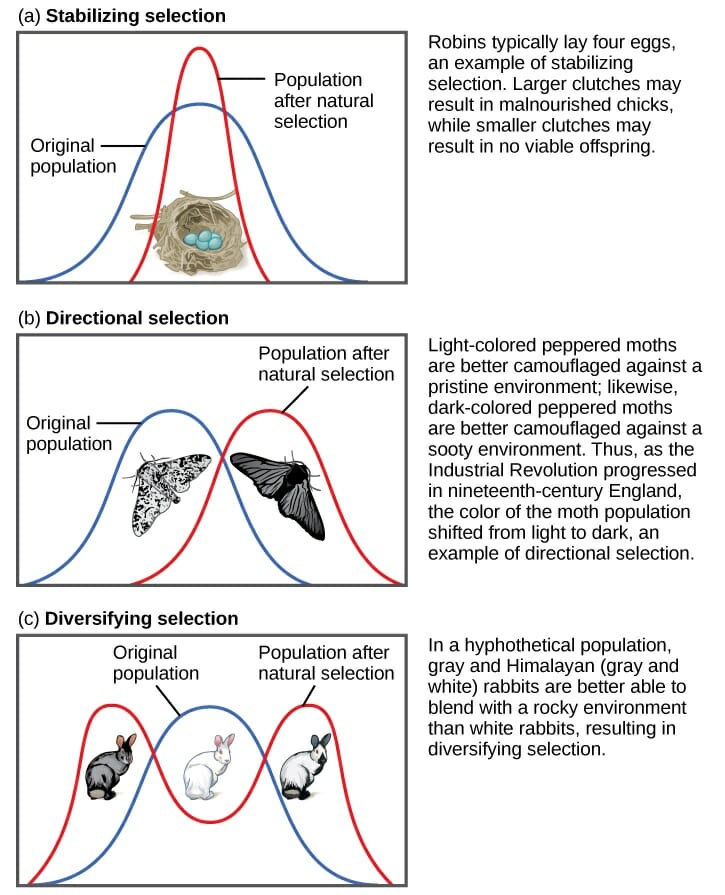 Evolution Definition and Examples - Biology Online Dictionary