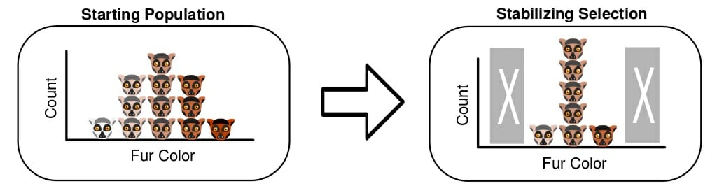 stabilizing selection example in animals