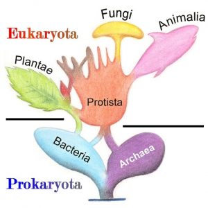 Tree of Living Organisms