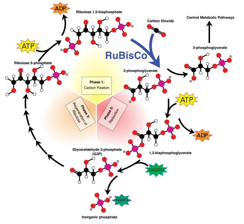 Calvin cycle