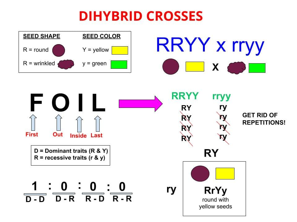 Test Cross - Definition and Examples | Biology Dictionary