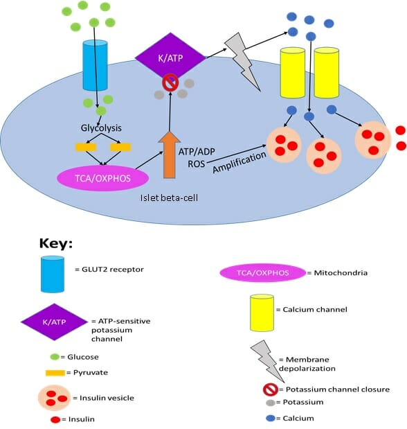 Peptide Growth Hormone