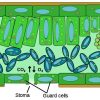 Plant Cell - Definition, Parts and Functions | Biology Dictionary