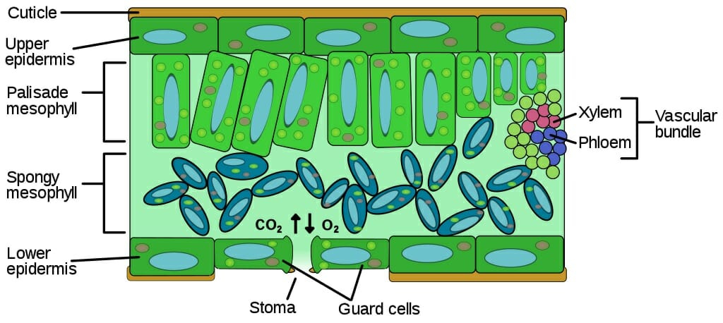 plant structure xylem and phloem