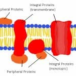 Extracellular Matrix: Definition, Function, Components | Biology Dictionary