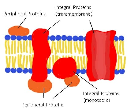 cell membrane peripheral proteins