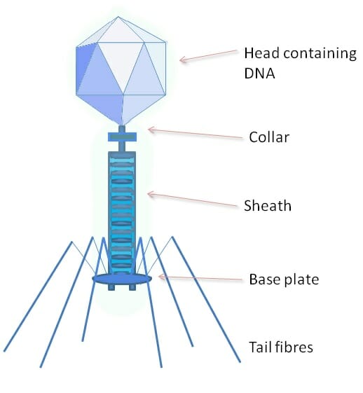 basic virus structure