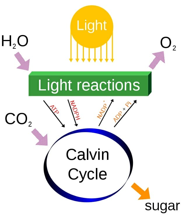 calvin cycle blank diagram