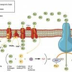 Anaerobic Respiration: Definition & Overview | Biology Dictionary