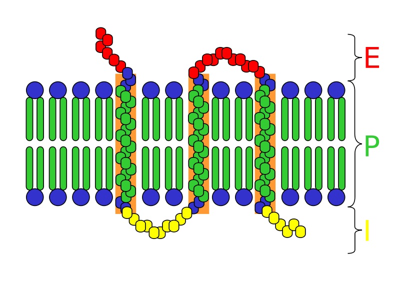 Integral Protein Definition Function Structure Quiz Biology