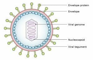 Virus - Definition, Structure, Classification, Examples 