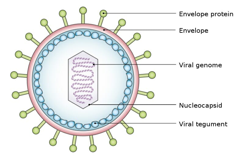 Human papillomavirus biology. Human papillomavirus biology definition