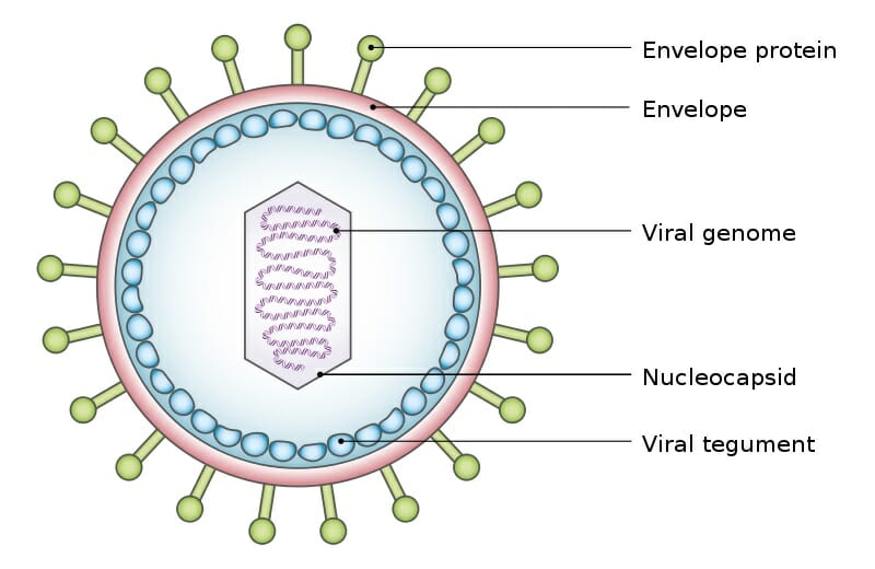 polio cell structure