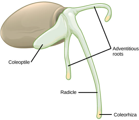 monocot flower cross section