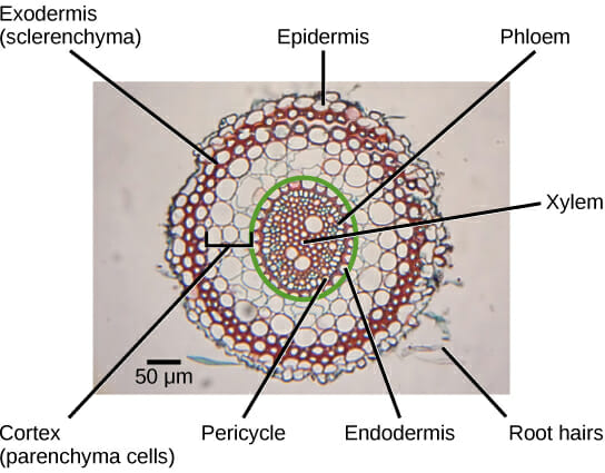 monocot root vascular bundle