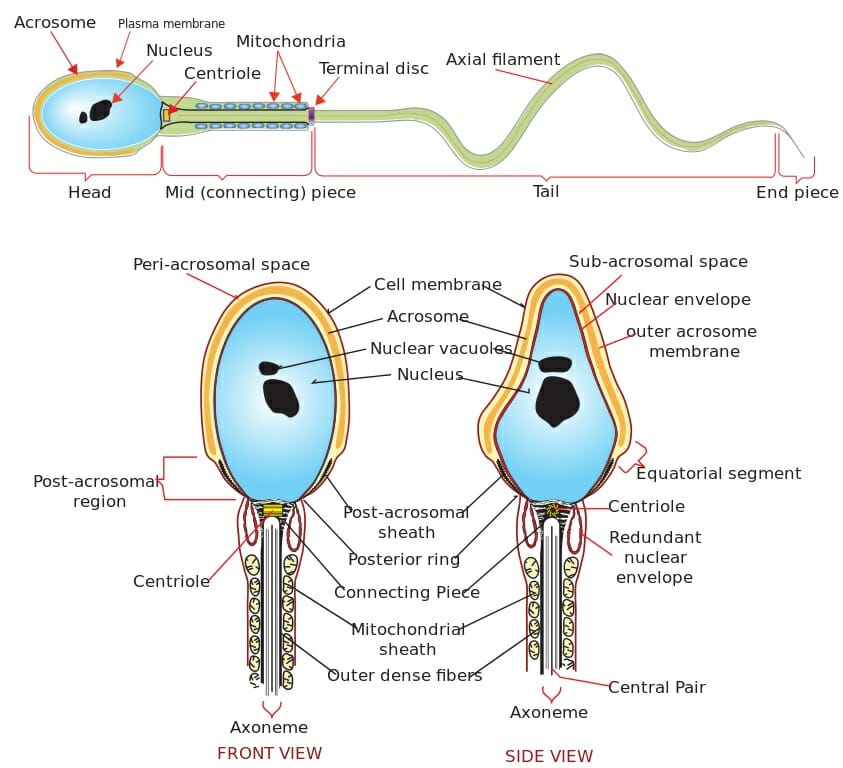 Human Sperm Cell Slide