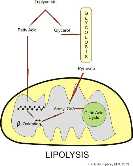 Lipolysis Definition Mechanism And Process Biology Dictionary