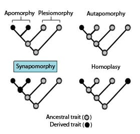 Trait Examples Biology