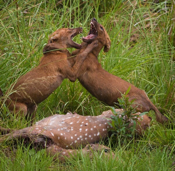 animal competition images