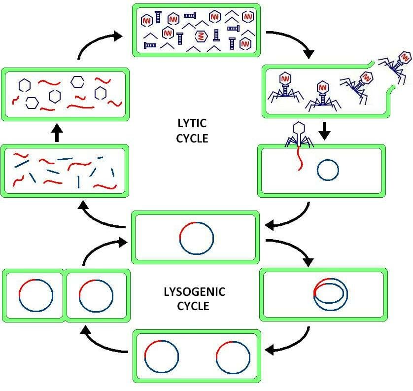 Lytic Cycle Definition Steps And Quiz Biology Dictionary 