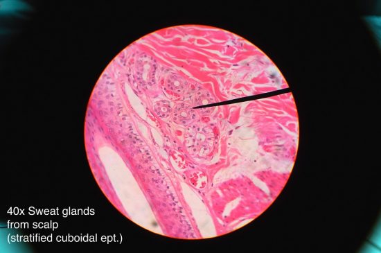 Sweat gland histology