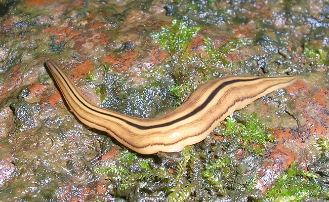 Flatworm - Planarian Anatomy photo | Biológia, Acoelomates platyhelminthes