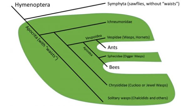 Paraphyletic - Definition, Explanation and Quiz | Biology Dictionary