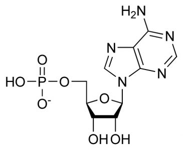 Adenosine Monophosphate