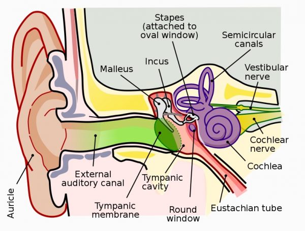 Elastic Cartilage - Definition, Function And Location 