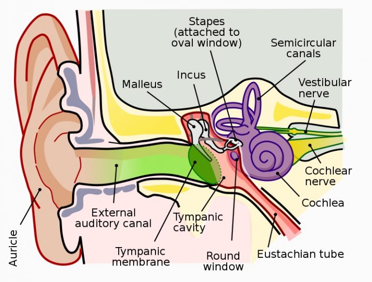 Elastic Cartilage - Definition, Function and Location | Biology Dictionary