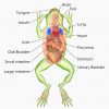 Organ System - Definition and Examples | Biology Dictionary