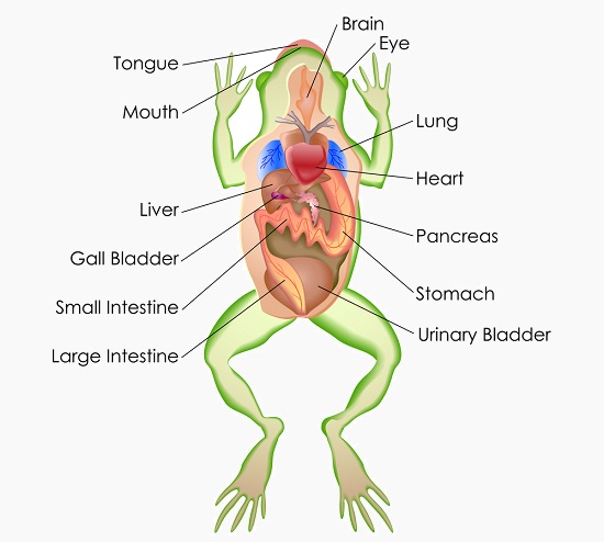 amphibian circulatory system