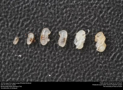 Complete Metamorphosis: Definition and Examples | Biology Dictionary